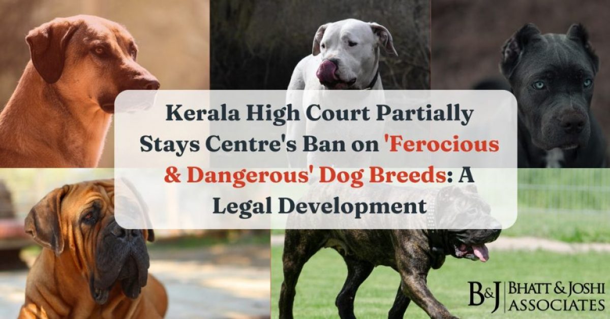 kerala-high-court-partially-stays-centres-ban-on-ferocious-and-dangerous-dog-breeds-a-legal-development